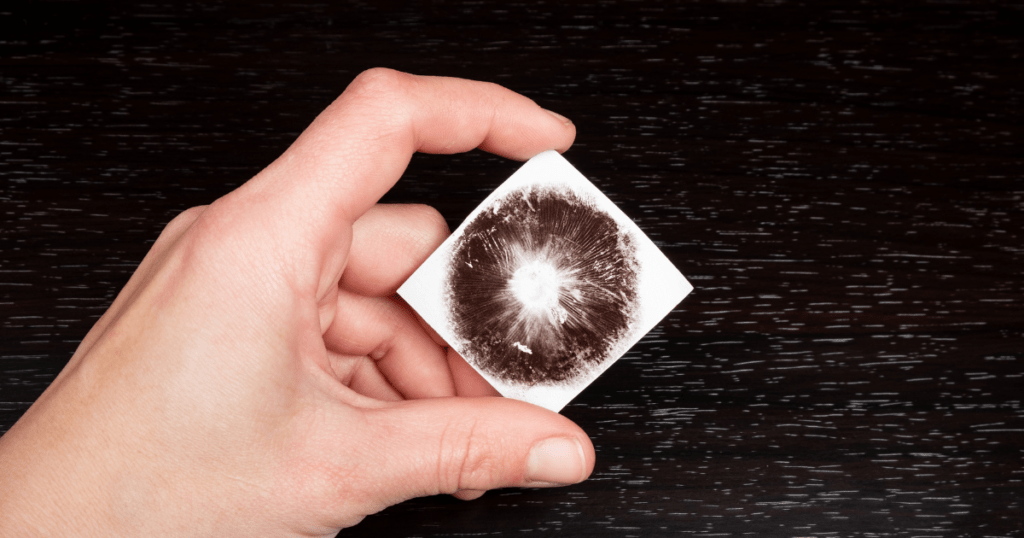 Mushroom Spore Print