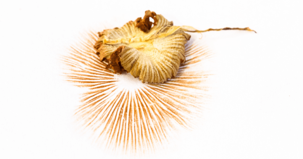 Mushroom Spore Print