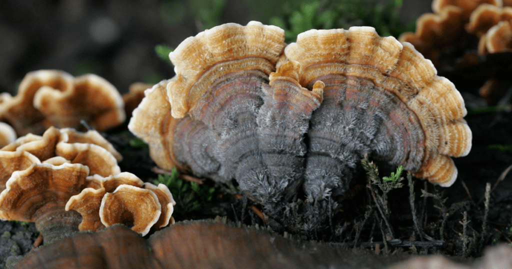 growing turkey tail mushrooms from a tree