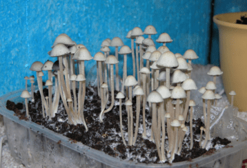 white mushrooms growing