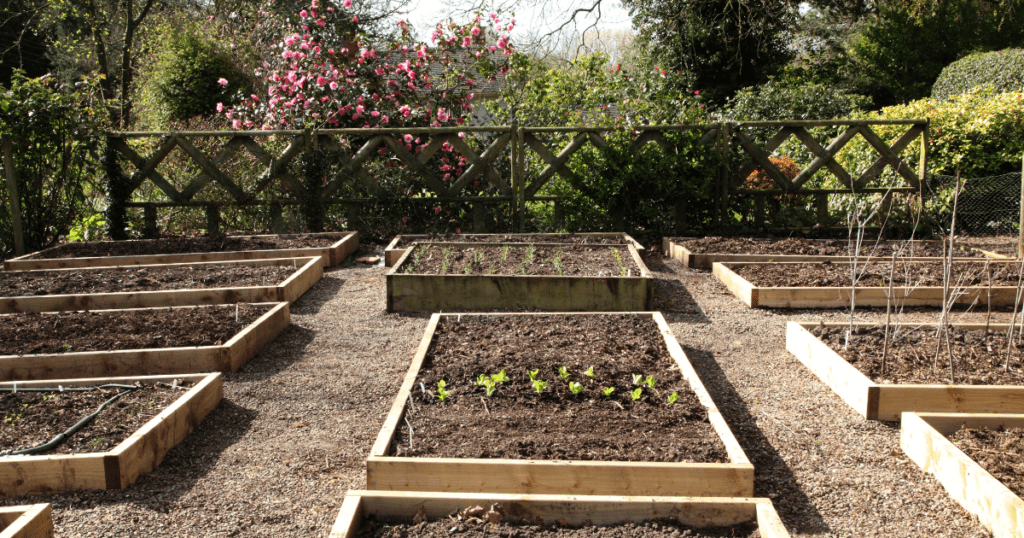 raised wooden grow bed in garden
