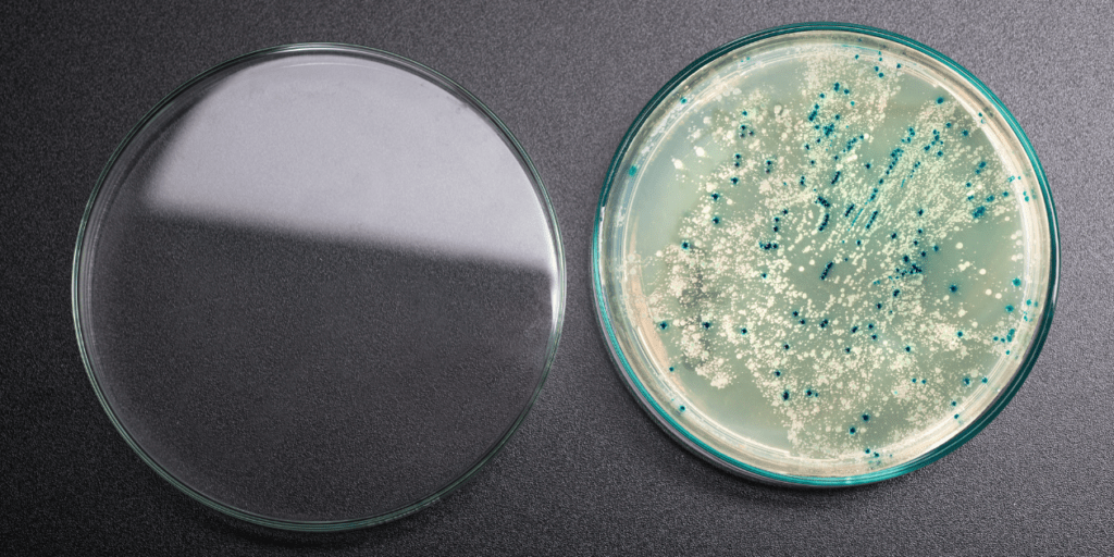 photo of agar plate induction