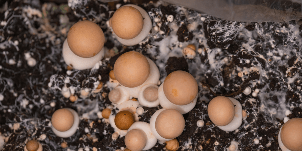 brown mushrooms fruiting from substrate
