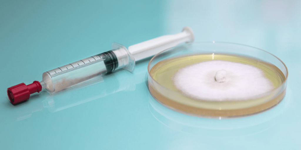 agar plate with mushroom spore syringe
