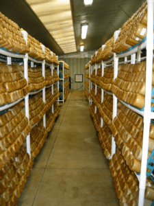 commercial mushroom growing warehouse