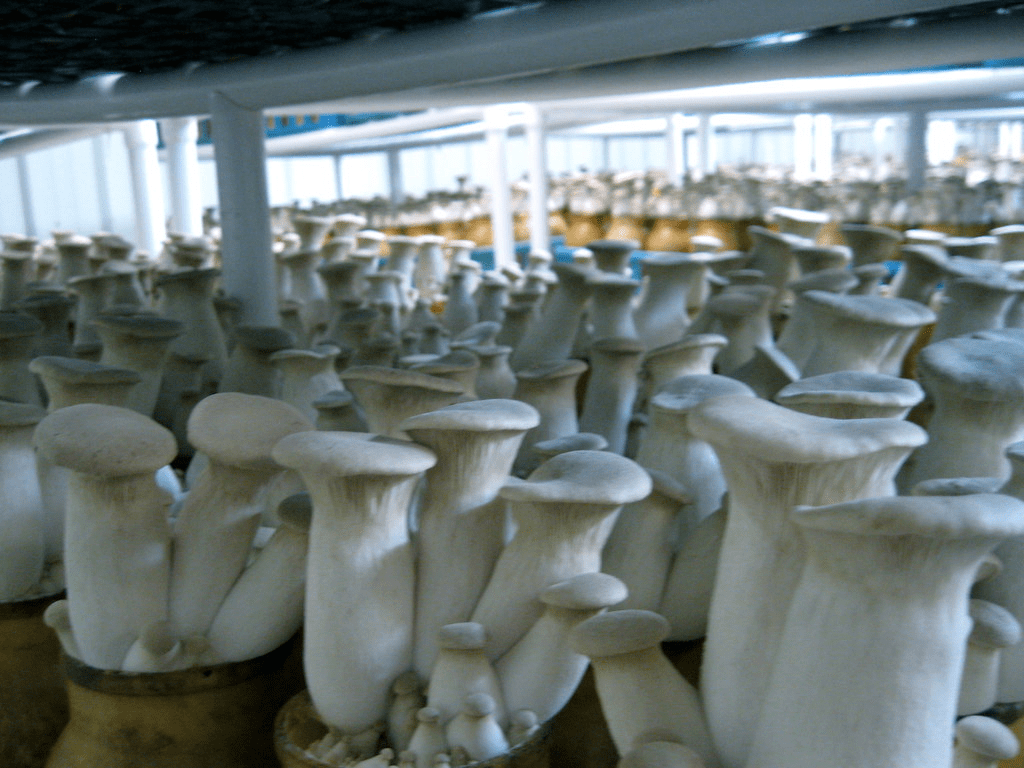 Commercial Mushroom Growing of Oyster Mushrooms
