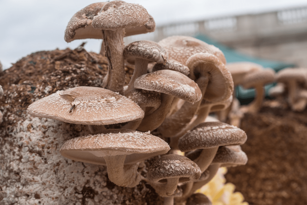 Shiitake Mushrooms Growing from Substrate