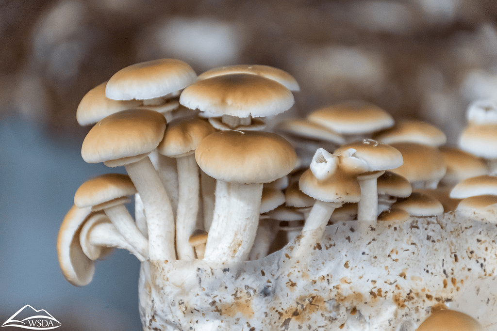 brown mushrooms growing from a pasteurization method