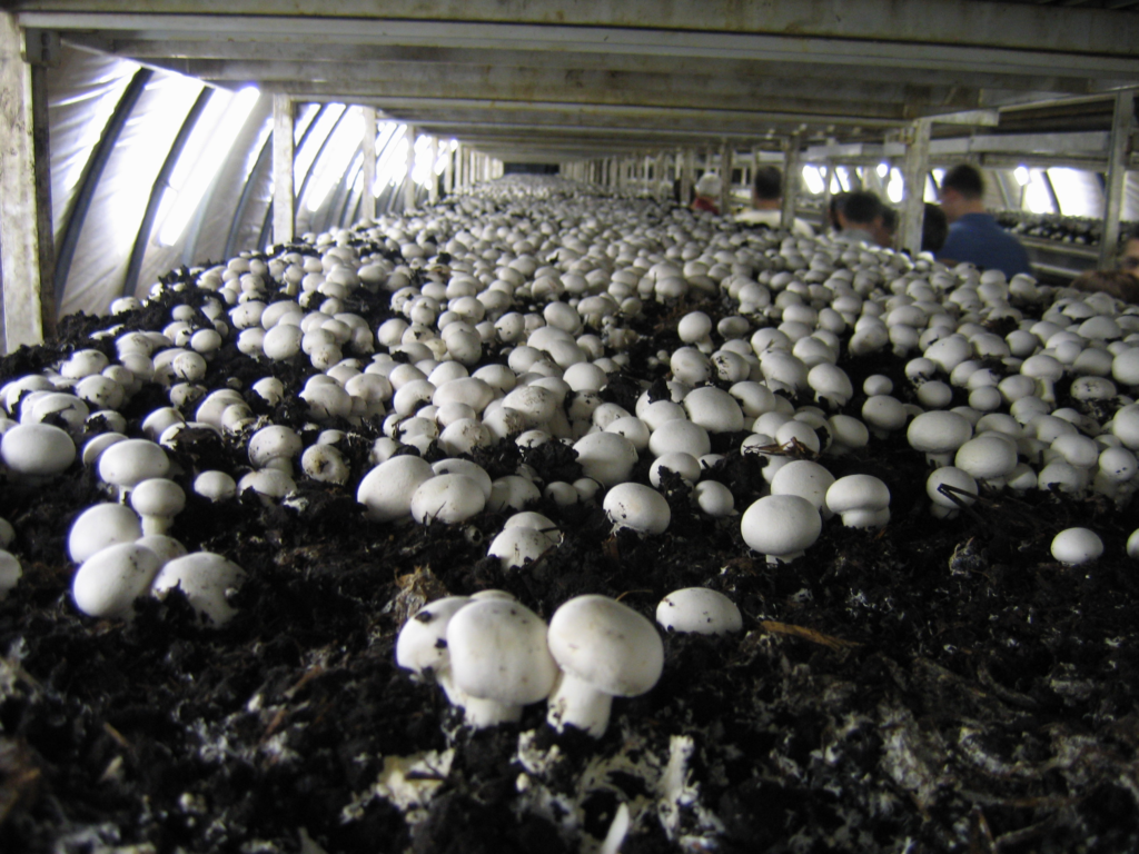 small time commercial mushroom grow growing white button mushrooms