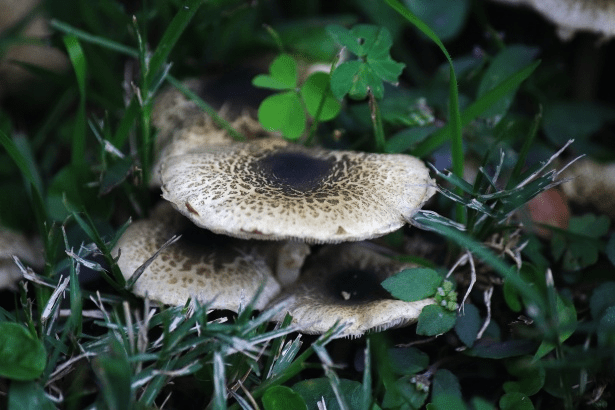 mushrooms growing outdoors