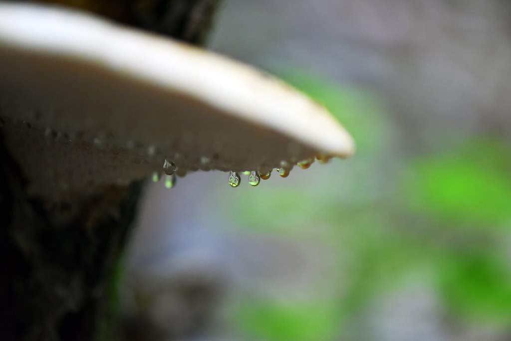 water on mushroom