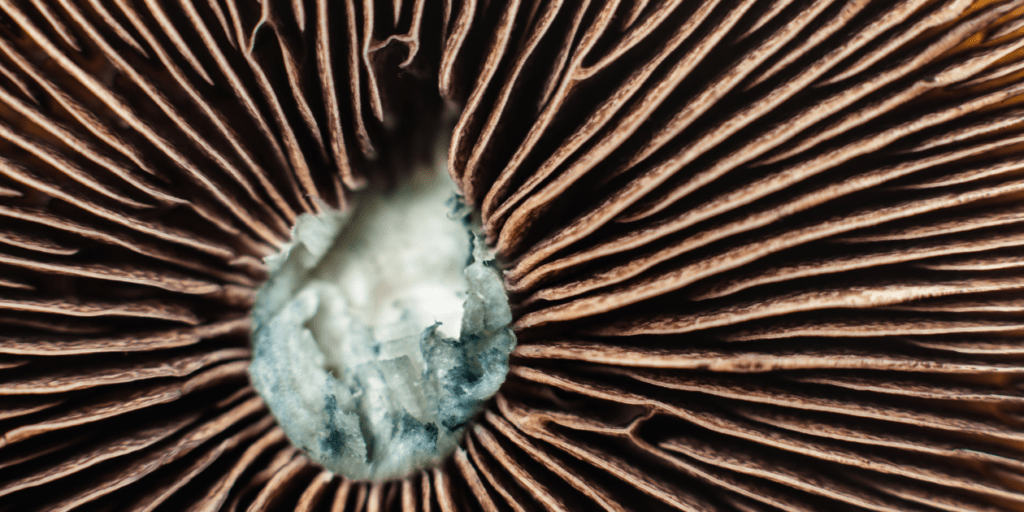 mushroom spores