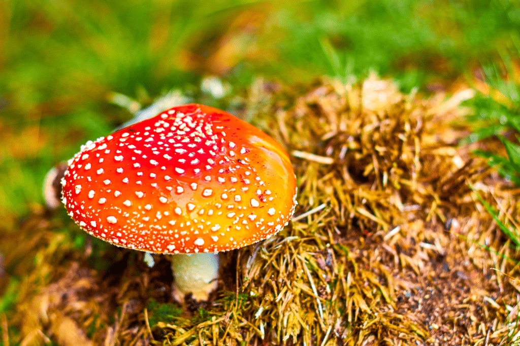 red mushroom