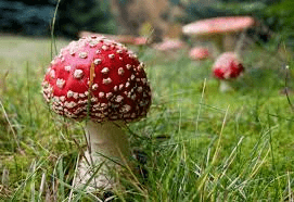 red spotted mushroom