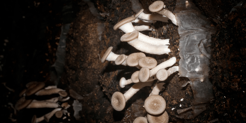 advantages of indoor mushroom cultivation