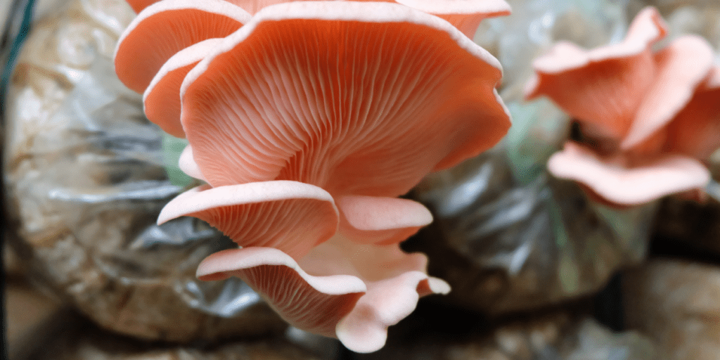 indoor mushroom cultivation techniques