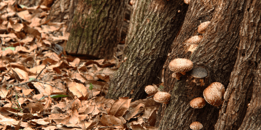 pros and cons of outdoor mushroom cultivation