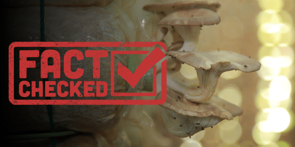 indoor vs outdoor mushroom cultivation