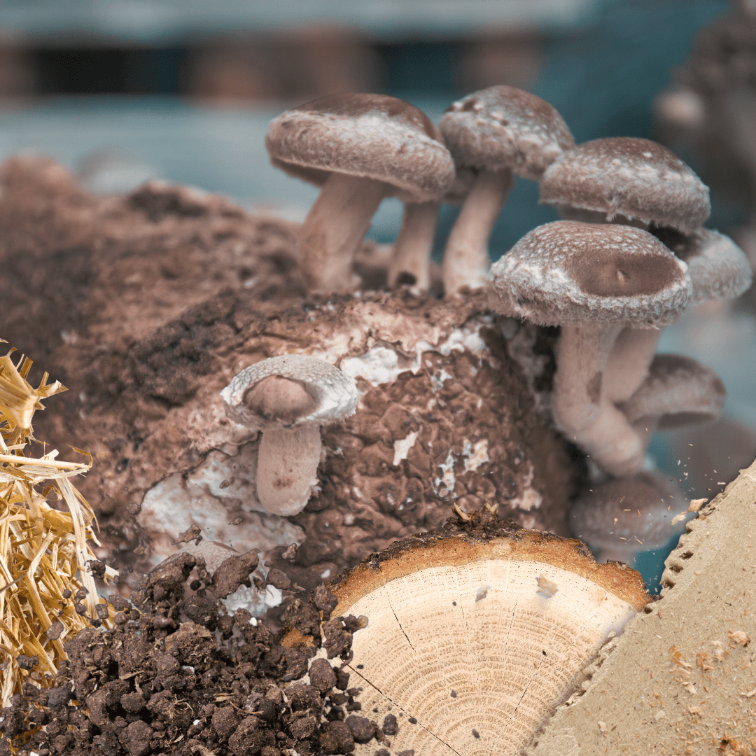 mushroom growing techniques