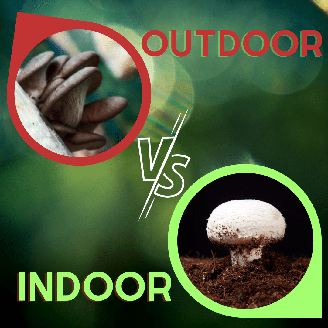 indoor vs outdoor mushroom growing