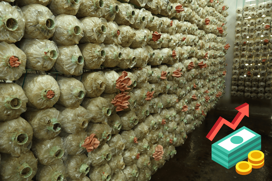 mushroom farm cost