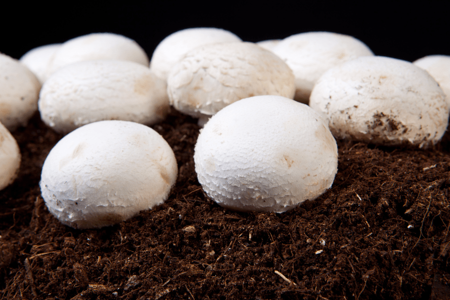 advanced techniques for growing mushrooms