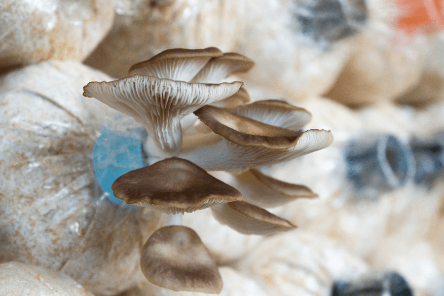 oyster mushrooms growing