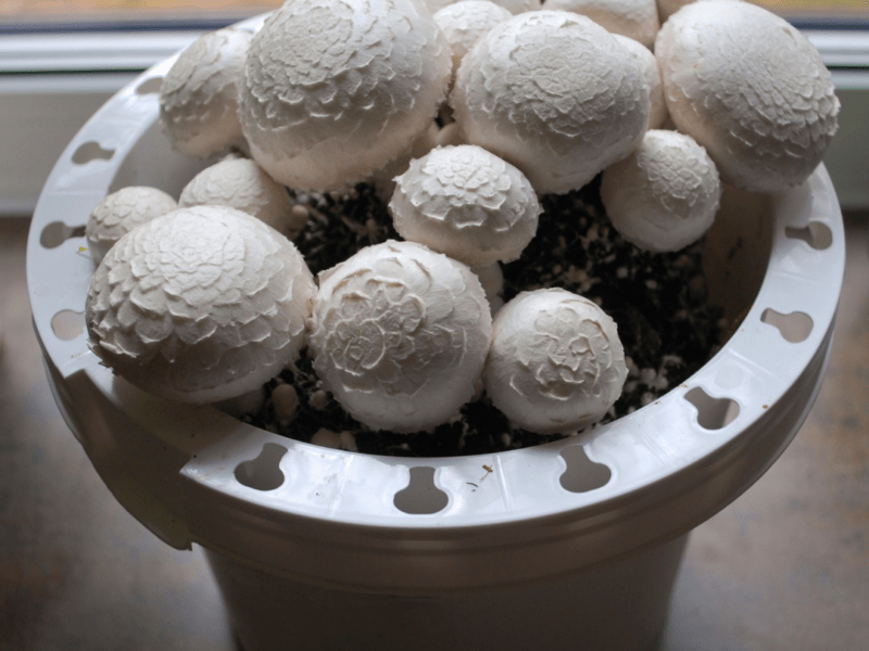 mushrooms growing at home in a bucket