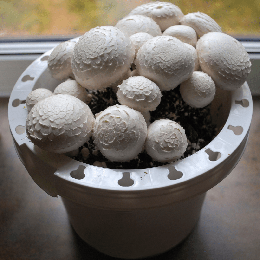 mushrooms growing at home in a bucket