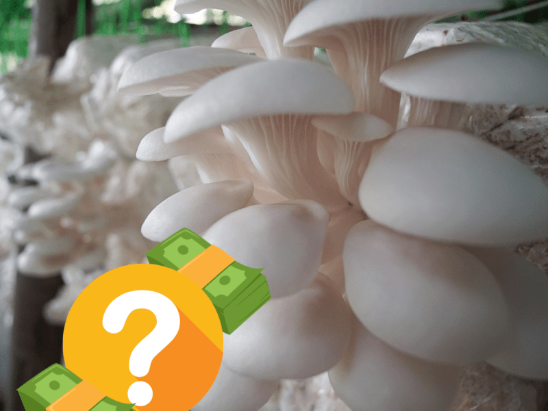 how much does it cost to grow mushrooms