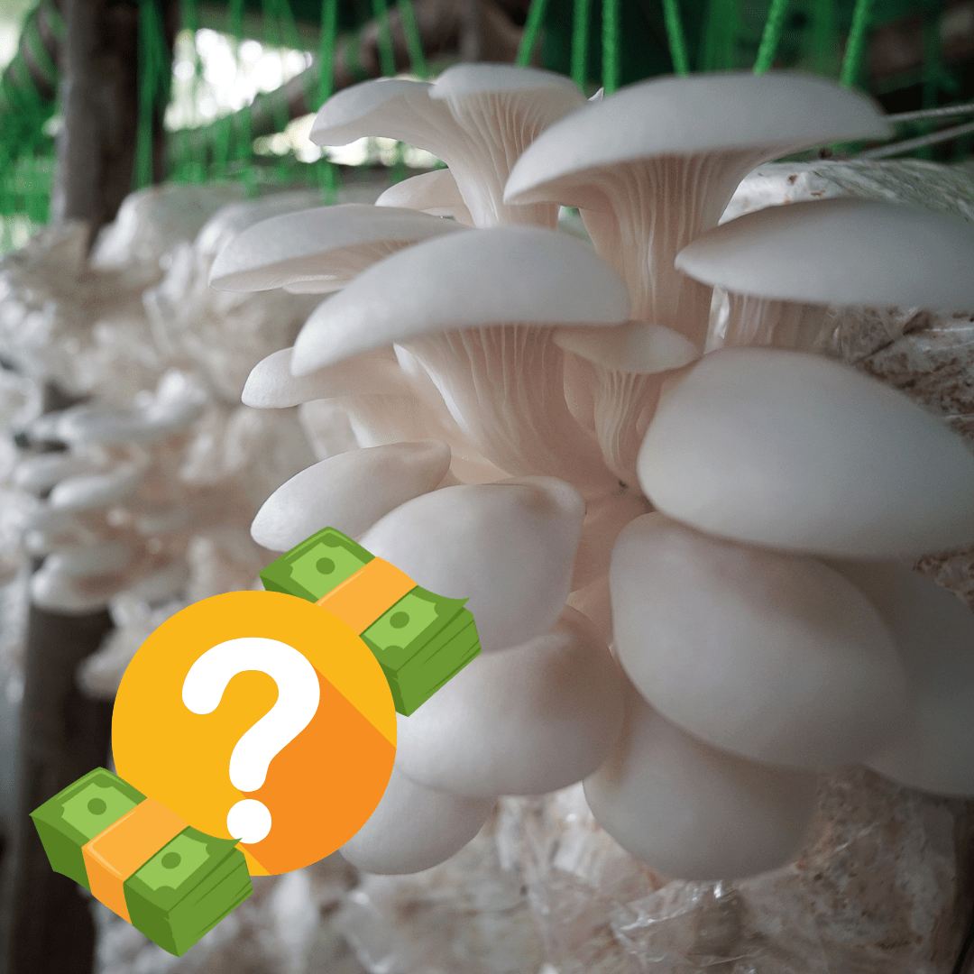 how much does it cost to grow mushrooms