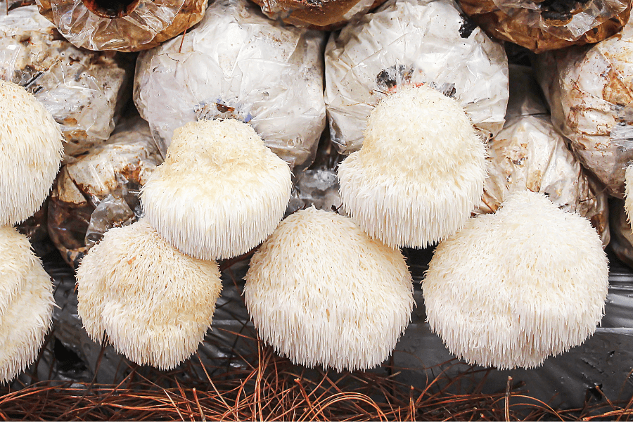 growing lion's mane mushrooms in bags