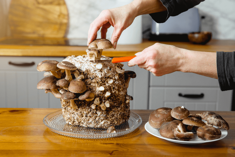 harvesting shiitake mushrooms with a knife
