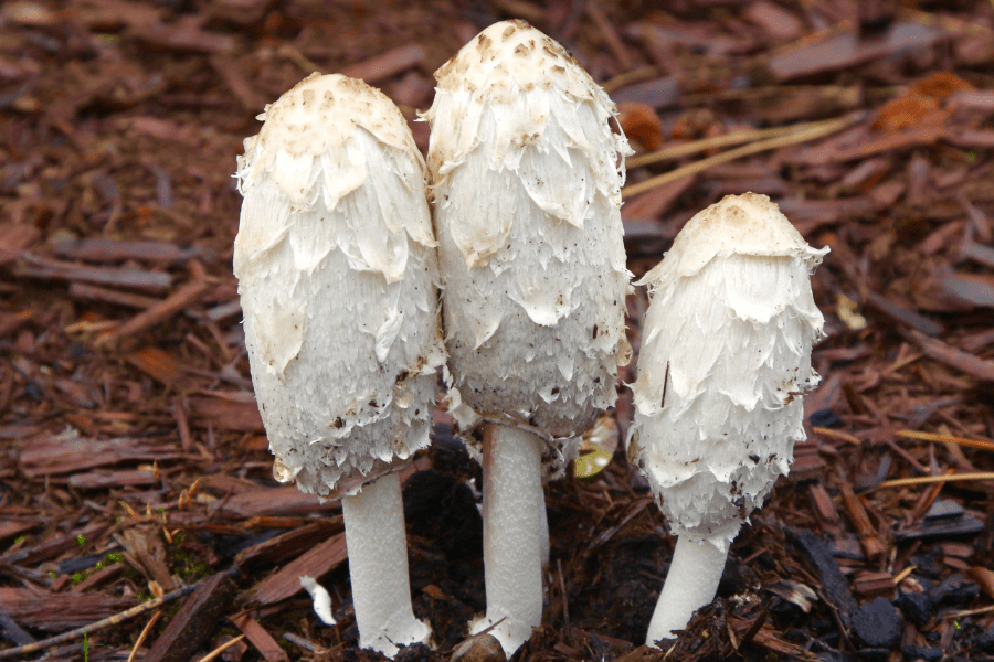 shaggy mane growing from substrate
