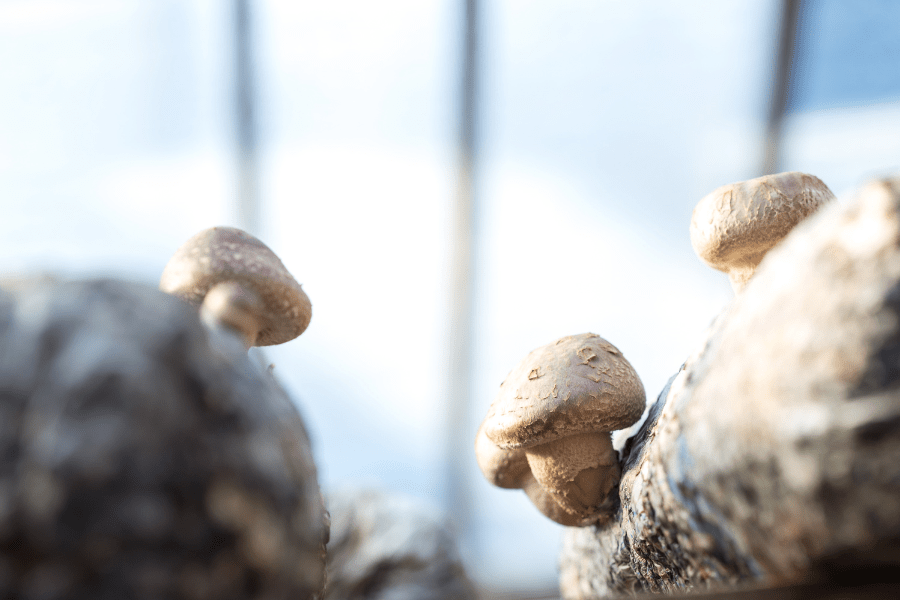 shiitake mushrooms growing on logs