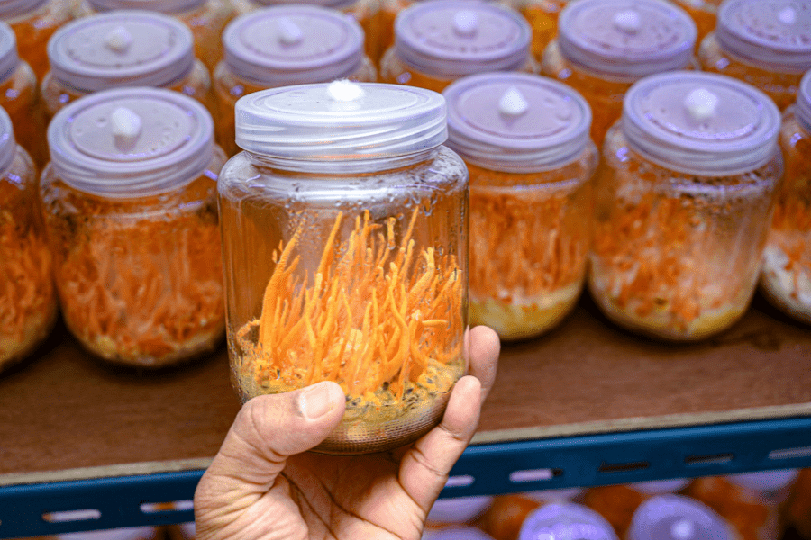cultivating cordyceps in jars