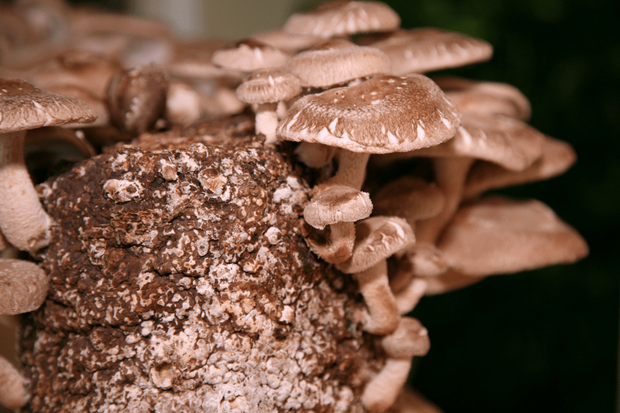 shiitake mushrooms growing on spawn