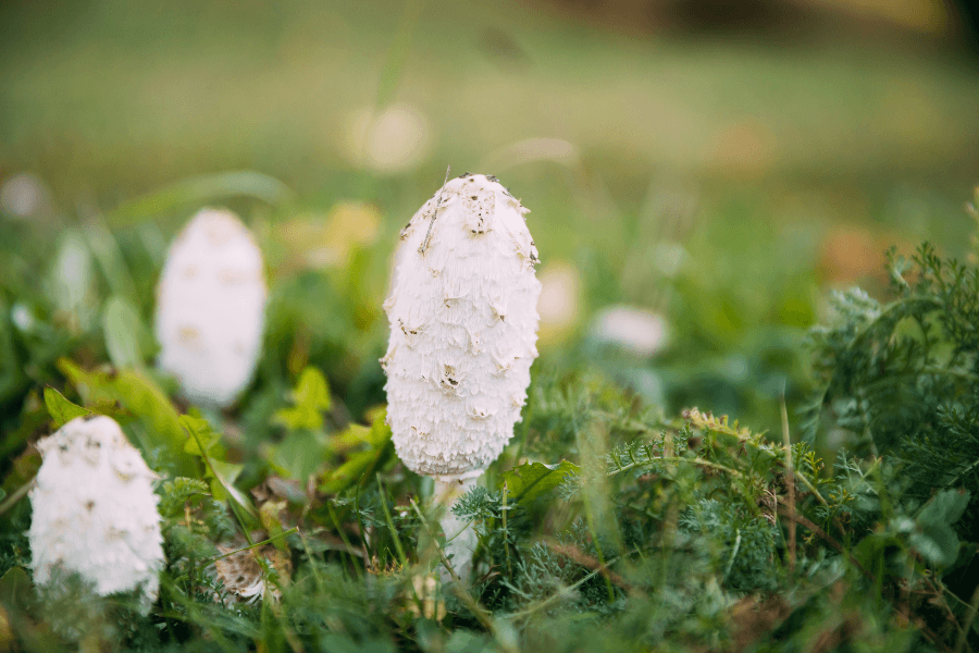 shaggy mane growing in nature