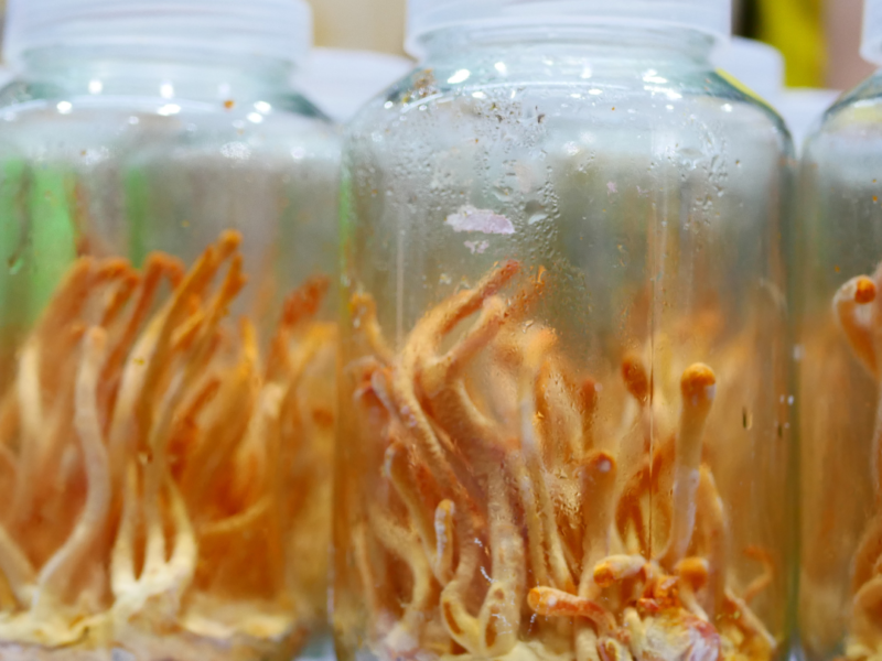 cordyceps grown in jars