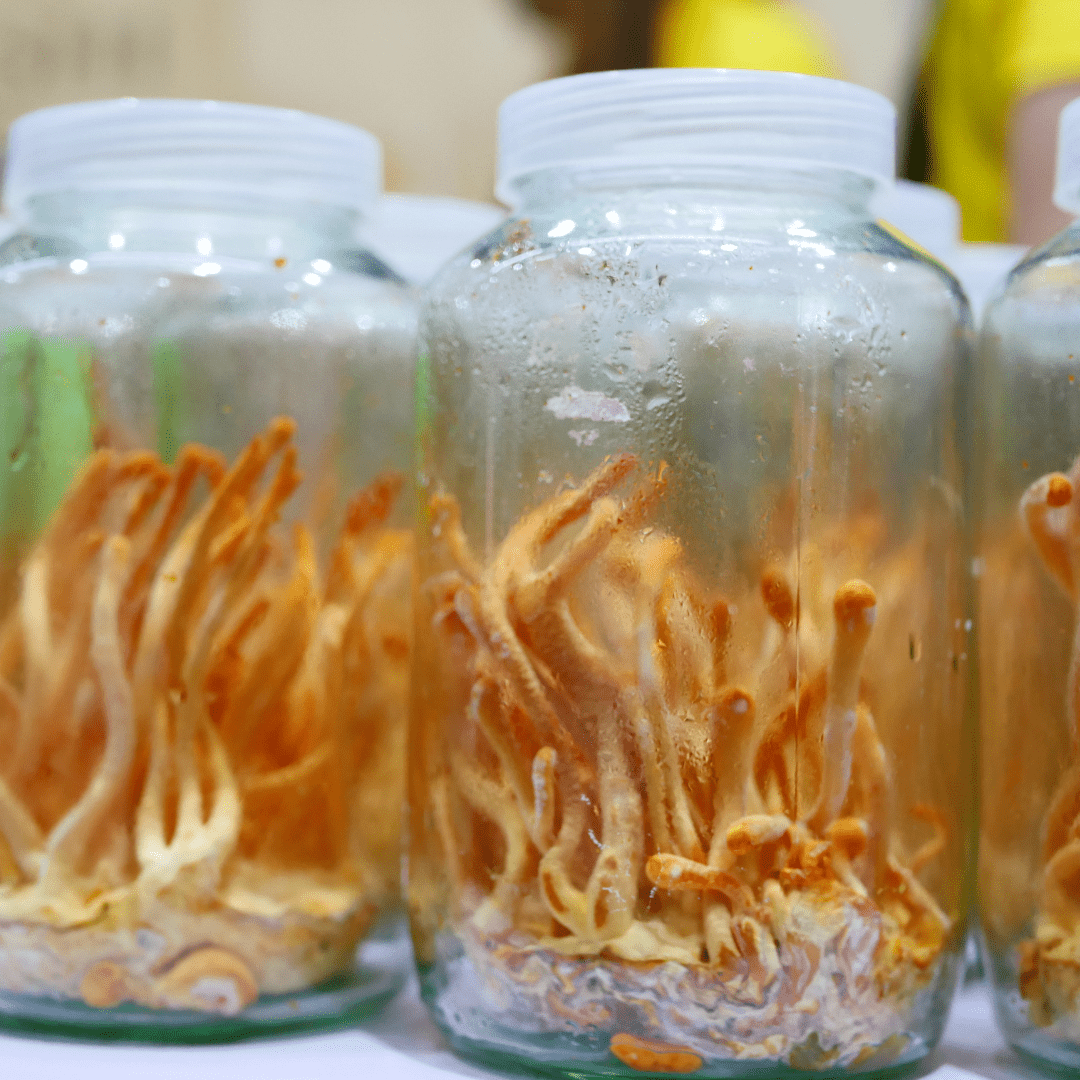 cordyceps grown in jars