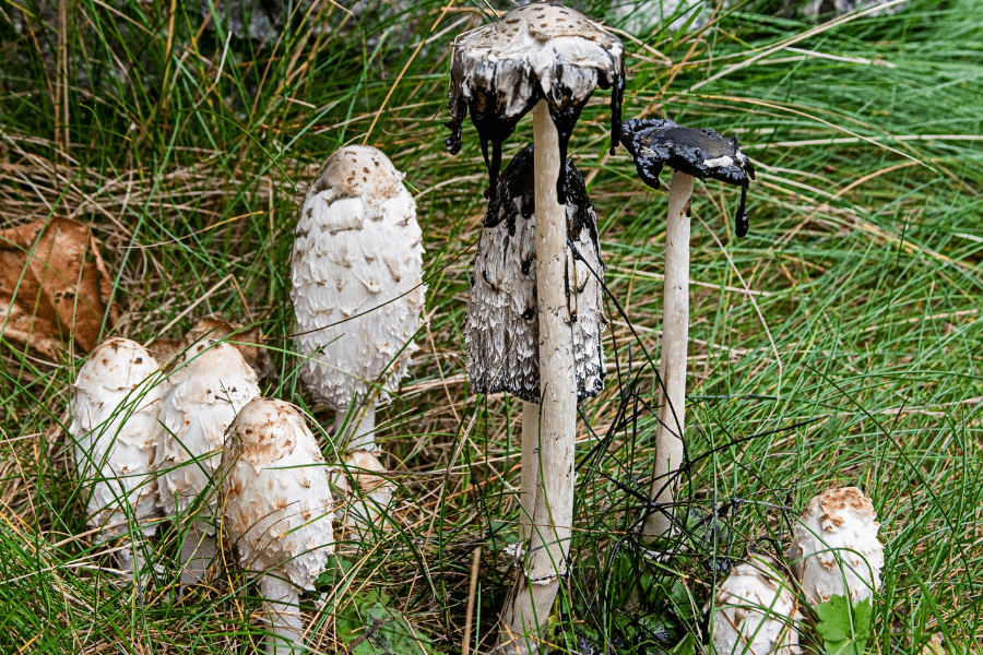 shaggy mane ink