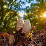 shaggy mane growing in the forest