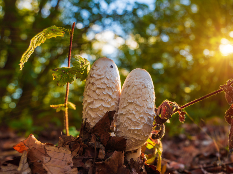 shaggy mane growing in the forest