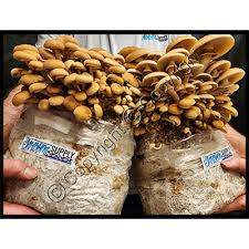 mushroom growing bags