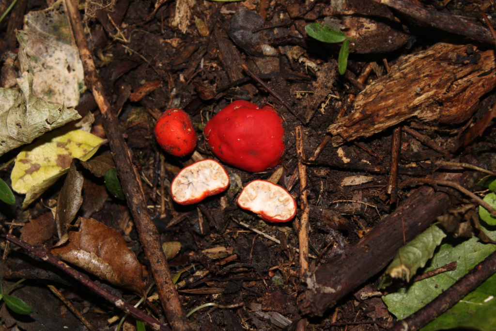 red truffles on the forest floor